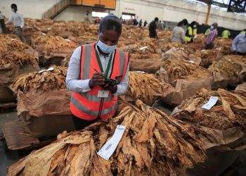 Women farmers reap big benefits from tobacco as Zimbabwe’s auction season Begins
