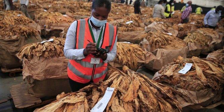 Women farmers reap big benefits from tobacco as Zimbabwe’s auction season Begins