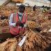 Women farmers reap big benefits from tobacco as Zimbabwe’s auction season Begins