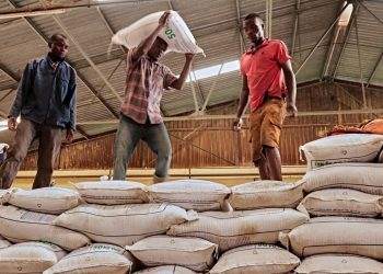 African smallholder farmers count the cost of fertilizer price spike