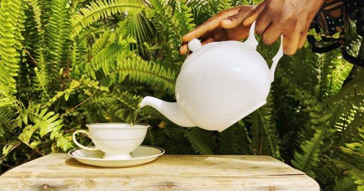 Senegalese “Agripreneur” says digital marketing key to luxury tea startup success