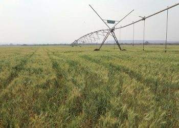 Zimbabwe aims to raise wheat output to 408,000 tons in 2023