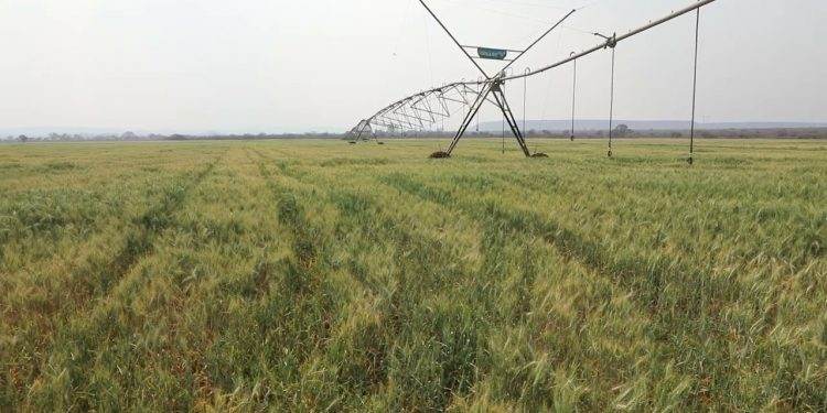 Zimbabwe aims to raise wheat output to 408,000 tons in 2023