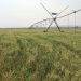 Zimbabwe aims to raise wheat output to 408,000 tons in 2023