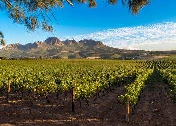 Discover the Beauty and Variety of South African Wines: A Wine Lover’s Dream