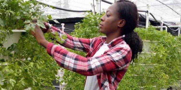 Nigerian Agribusiness Soupah Kitchen Drives Climate-Smart Adaptation in Africa