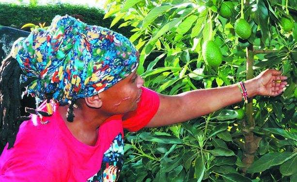 Kenyan farmers enjoy lucrative avocado exports to China