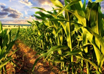 S.Africa eyes more corn exports to China after breakthrough