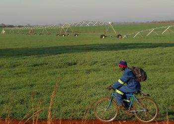 Private Sector Takes Leading Role in Funding Zimbabwe’s Wheat Crop