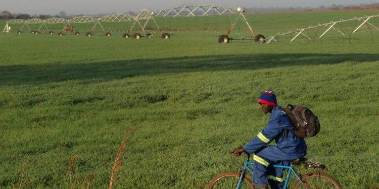 Private Sector Takes Leading Role in Funding Zimbabwe’s Wheat Crop