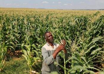 South Africa’s Corn Shipments to China Energise Agriculture and Economy
