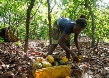 Ivory Coast’s cocoa harvests progress well despite below-average rainfall, say farmers