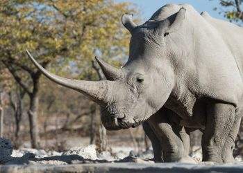 Namibia hosts three-day conference to tackle human-wildlife conflict