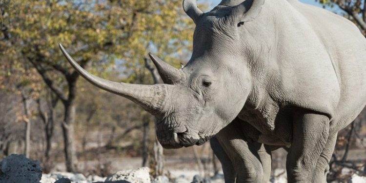 Namibia hosts three-day conference to tackle human-wildlife conflict