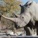 Namibia hosts three-day conference to tackle human-wildlife conflict