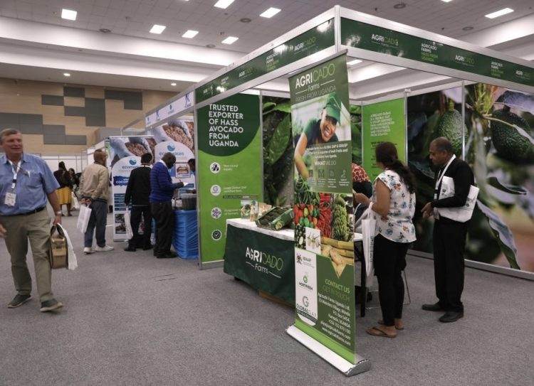 Boosting Avocado Exports: Kenya Focuses on China at Africa Avocado Congress