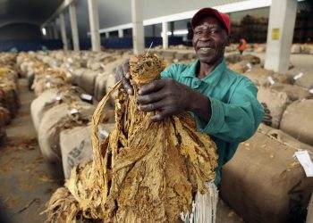 Zimbabwe’s Tobacco Boom Creates Ripe Investment Prospects