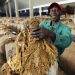 Zimbabwe’s Tobacco Boom Creates Ripe Investment Prospects