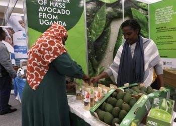 Boosting Avocado Exports: Kenya Focuses on China at Africa Avocado Congress