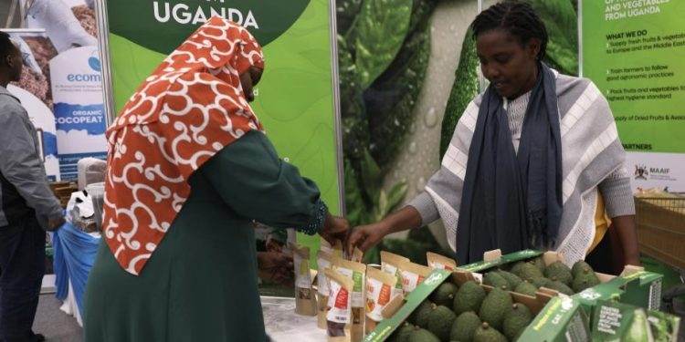 Boosting Avocado Exports: Kenya Focuses on China at Africa Avocado Congress