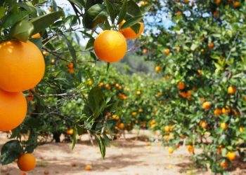 Zimbabwe’s Citrus Exports to China Kick Off in July