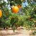 Zimbabwe’s Citrus Exports to China Kick Off in July