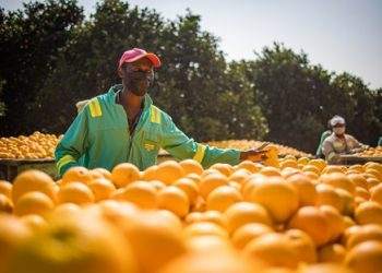 Zimbabwe Gains Access to Chinese Market as Citrus Exports Begin