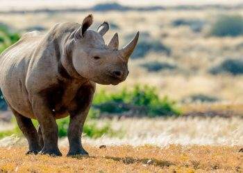 Namibia Allows Sustainable Hunting of Post-Reproductive Black Rhino for Conservation