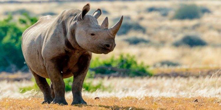 Namibia Allows Sustainable Hunting of Post-Reproductive Black Rhino for Conservation
