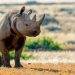 Namibia Allows Sustainable Hunting of Post-Reproductive Black Rhino for Conservation