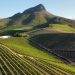 South Africa’s Wine Industry Hit by Energy Crisis and Load Shedding Woes