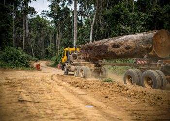 Africa’s timber industry revival takes center stage at forest forum