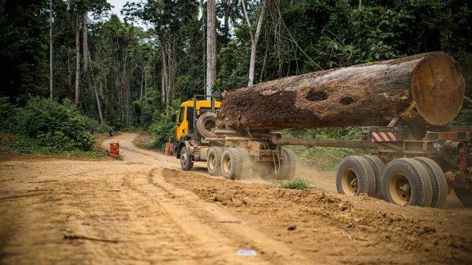 Africa’s timber industry revival takes center stage at forest forum
