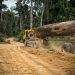 Africa’s timber industry revival takes center stage at forest forum