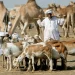 Sudan Continues Livestock Exports Amidst Conflict