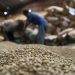 African Coffee-Producing Nations Unite to Elevate Global Value Share