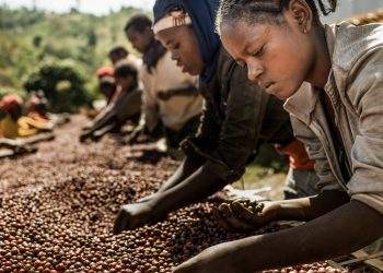 African Coffee-Producing Nations Advocate for Increased Intra-Continental Coffee Trade