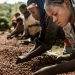 African Coffee-Producing Nations Advocate for Increased Intra-Continental Coffee Trade