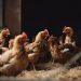 Avian Flu Ravages South Africa’s Poultry Industry, Threatening Soaring Costs