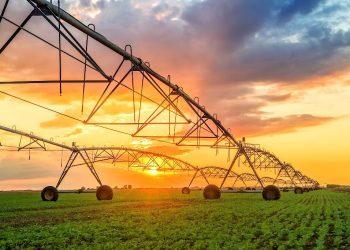 South African Agriculture Navigates Challenges for Global Growth