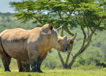 Namibian Minister Advocates for a Balanced Approach to Wildlife Conservation