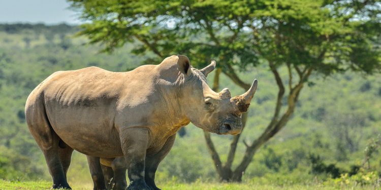 Namibian Minister Advocates for a Balanced Approach to Wildlife Conservation