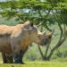 Namibian Minister Advocates for a Balanced Approach to Wildlife Conservation