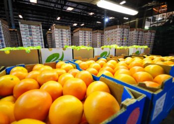 South Africa Challenges EU Citrus Regulations at WTO