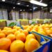 South Africa Challenges EU Citrus Regulations at WTO