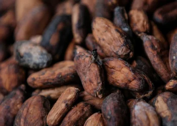 Ivory Coast Raises Cocoa Farmgate Price Amidst Global Market Turbulence