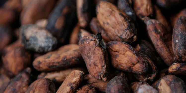 Ivory Coast Raises Cocoa Farmgate Price Amidst Global Market Turbulence