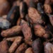 Ivory Coast Raises Cocoa Farmgate Price Amidst Global Market Turbulence