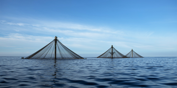 Aquaculture Takes Off in Namibia: Oslo-Based Company Secures Offshore License