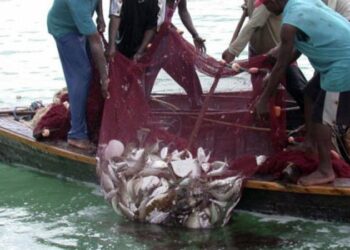 Illegal Fishing Causes Significant Losses for Tanzania’s Fisheries Sector